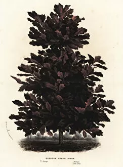 Quercus Gallery: English oak, black variety, Quercus robur nigra