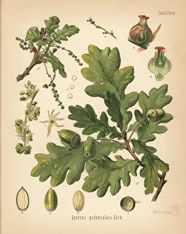 Medicinal Collection: English oak or pedunculate oak, Quercus robur