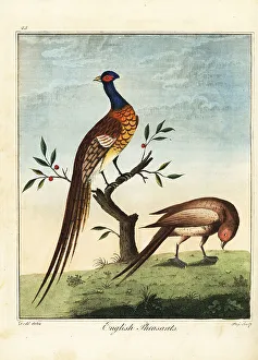 Recreation And Amusement Prints: English pheasants, male and female