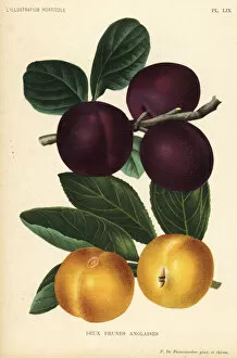 Prunus Gallery: English plum varieties, Prunus domestica