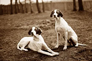 Pointer Prints: English Pointer