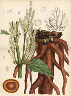 Rheum Prints: English rhubarb, false rhubarb or rhapontic