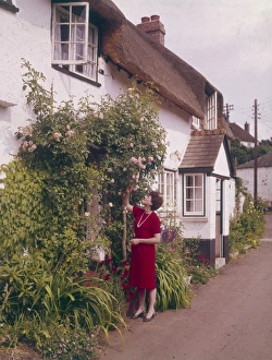 Images Dated 24th October 2011: English Rose