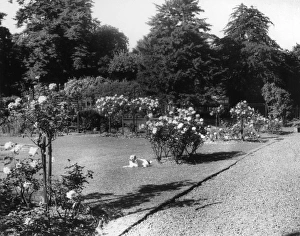 Images Dated 13th May 2011: English Rose Garden