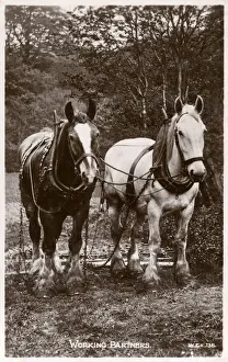 Partners Prints: Two English Rural Working Horses - Working Partners