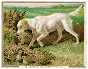 English Setter and Nest