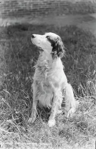 Companion Prints: English Setter Portrait