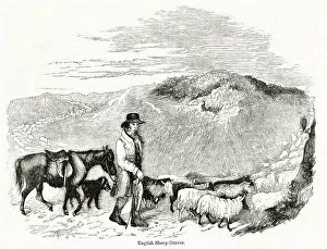 Flock Gallery: English sheep drover at work