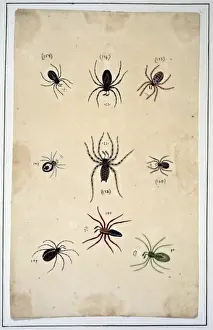English spiders