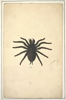 Albin Gallery: English spiders