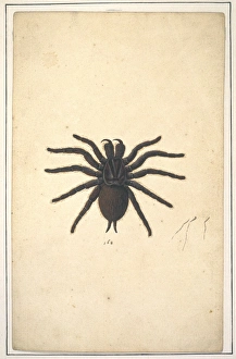 Araneae Gallery: English spiders