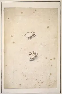 English spiders