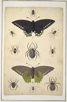 Albin Gallery: English spiders with butterflies