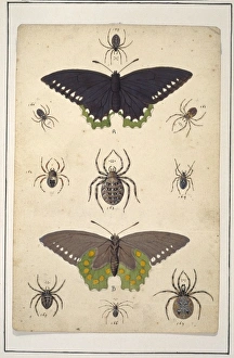 Araneae Gallery: English spiders with butterflies