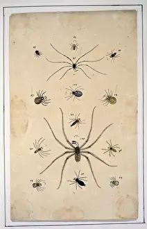 English spiders by Eleazar Albin