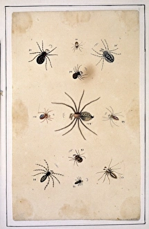 Araneae Gallery: English spiders by Eleazar Albin