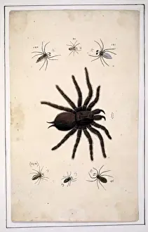 English spiders by Eleazar Albin
