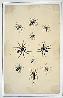 English spiders by Eleazar Albin