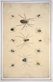 English spiders by Eleazar Albin
