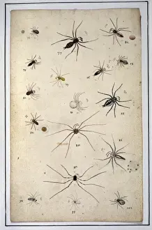 English spiders by Eleazar Albin