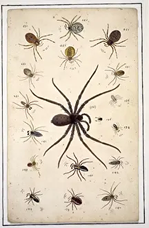 English spiders by Eleazar Albin