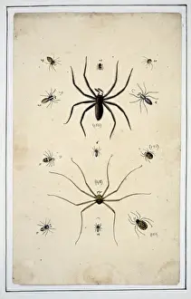 English spiders by Eleazar Albin