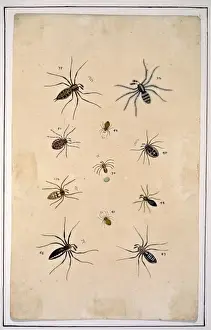 English spiders by Eleazar Albin
