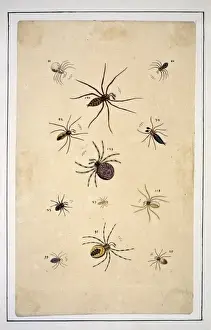 English spiders by Eleazar Albin
