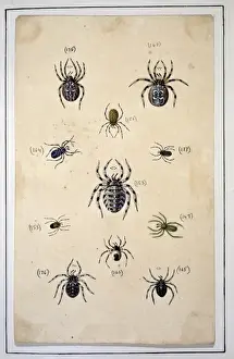 English spiders by Eleazar Albin