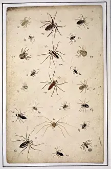 English spiders by Eleazar Albin