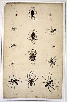 English spiders by Eleazar Albin