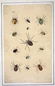 English spiders by Eleazar Albin