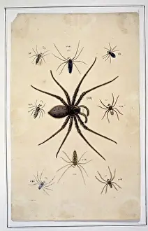 English spiders by Eleazar Albin