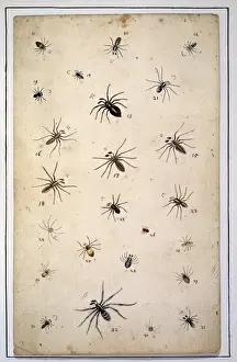 English spiders by Eleazar Albin