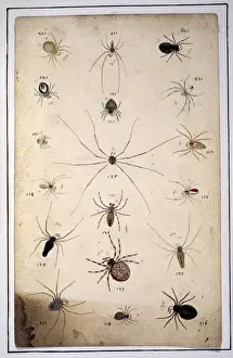 English spiders by Eleazar Albin