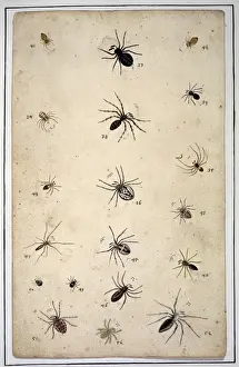 English spiders by Eleazar Albin
