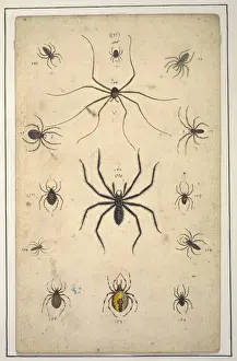 English spiders by Eleazar Albin