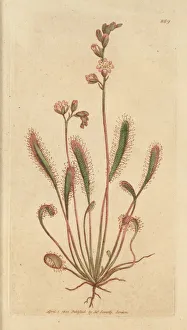 Anglica Gallery: English sundew, Drosera anglica