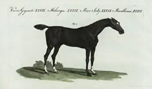 English thoroughbred flat racing horse