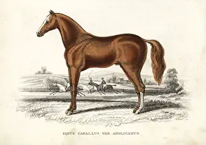 Equus Prints: English thoroughbred horse, Equus caballus var. anglicanus