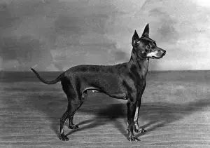 English Toy Terrier - Fall