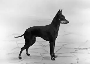 English Toy Terrier - Fall