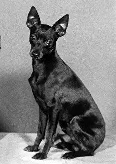 English Toy Terrier - Fall