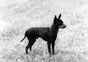 English Toy Terrier - Fall