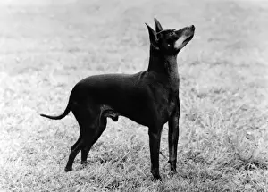 English Toy Terrier - Fall
