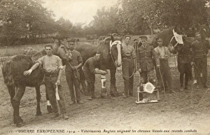 WWI Animals Gallery: English vets on the Western Front