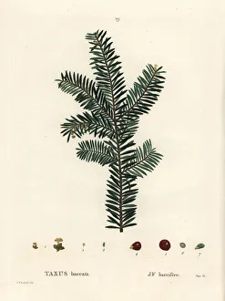 Arbustes Gallery: English yew tree or European yew, Taxus baccata