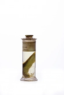 Anchovy Gallery: Engraulis ringens, Peruvian anchoveta