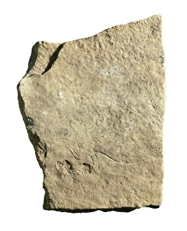 Engraved drawing of a bull. Upper Paleolithic Engraved drawing of a bull. Upper Paleolithic