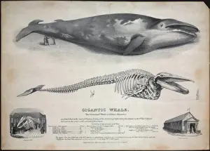 Aquatic Prints: Engraving of the Baloena musculus, greenland whale